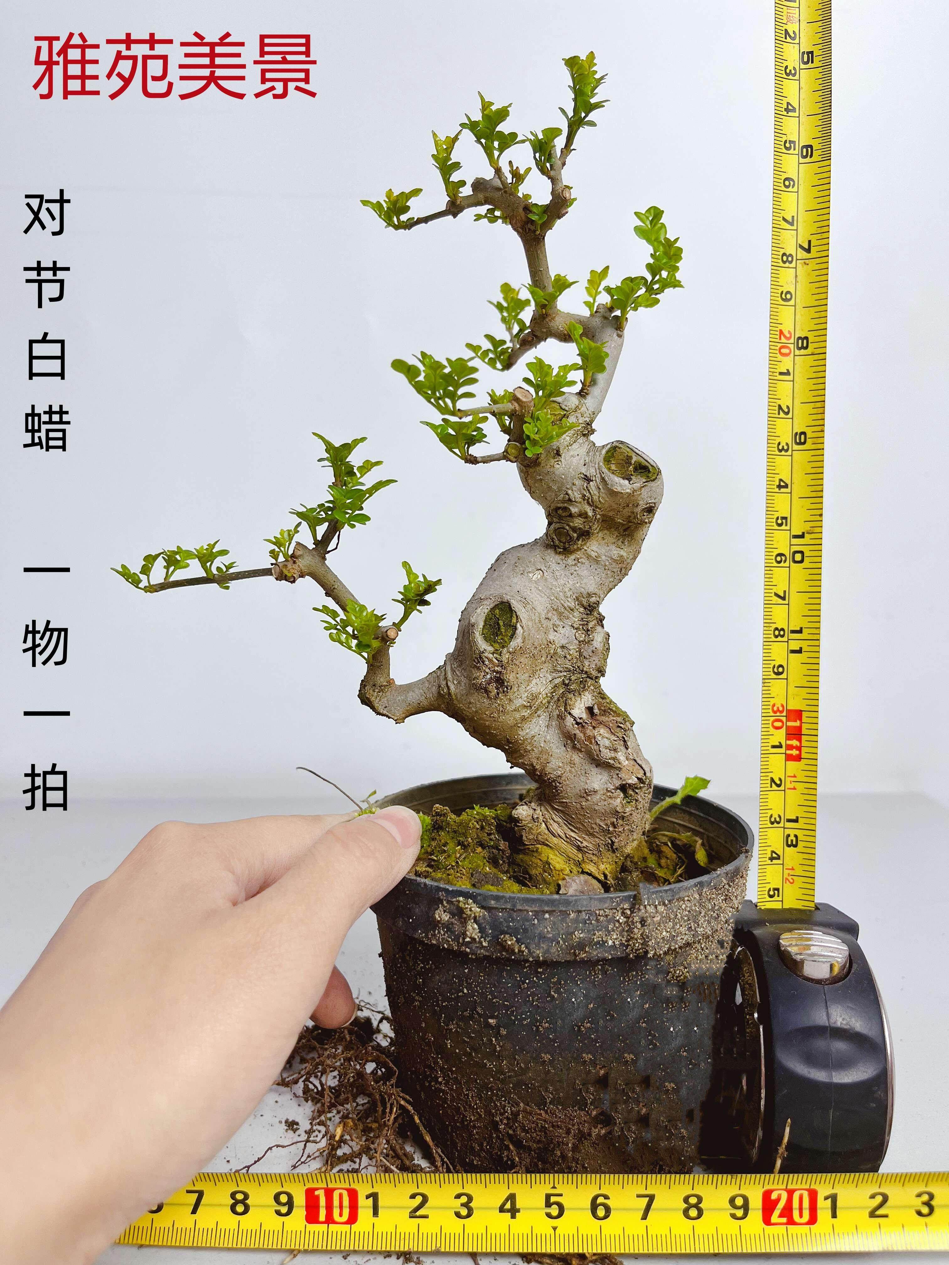 对节白蜡盆景一物一拍小微盆景造型各异小型熟桩老桩盆栽迷你绿植