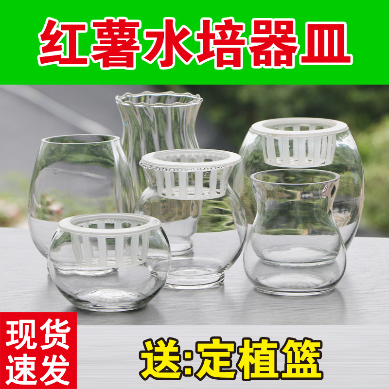 红薯水培器皿玻璃容器花瓶定植篮种红薯盆水培植物室内好养玻璃瓶