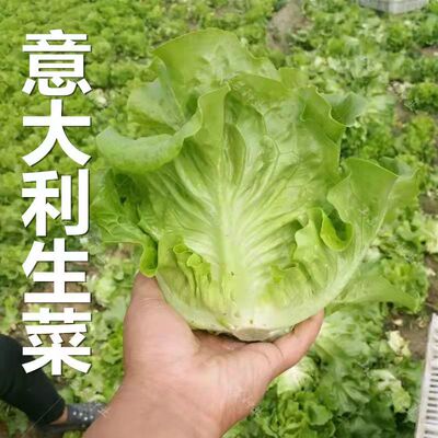 生菜意大利全年耐抽苔生菜种子高产庭院阳台盆栽四季生菜种子