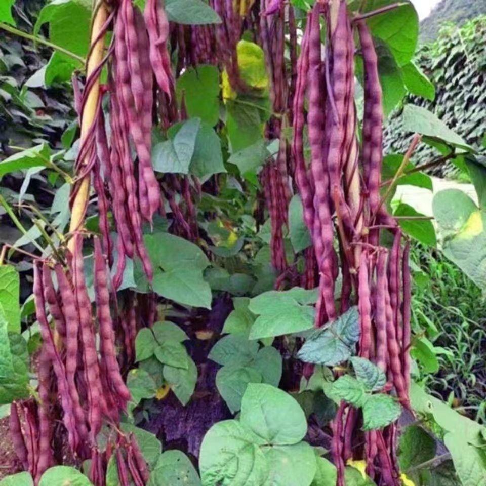 八月忙冻死鬼豆角种子耐寒耐热高产量无筋芸豆角种子长芸豆四季播