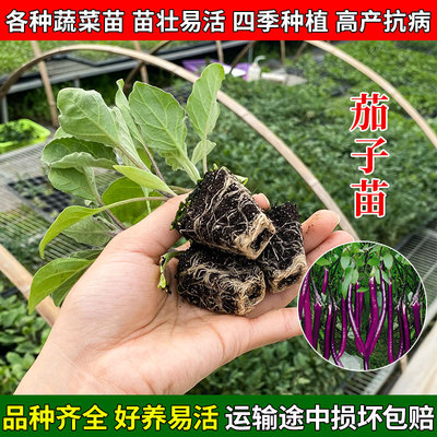 四季茄子苗蔬菜盆栽室内阳台种植
