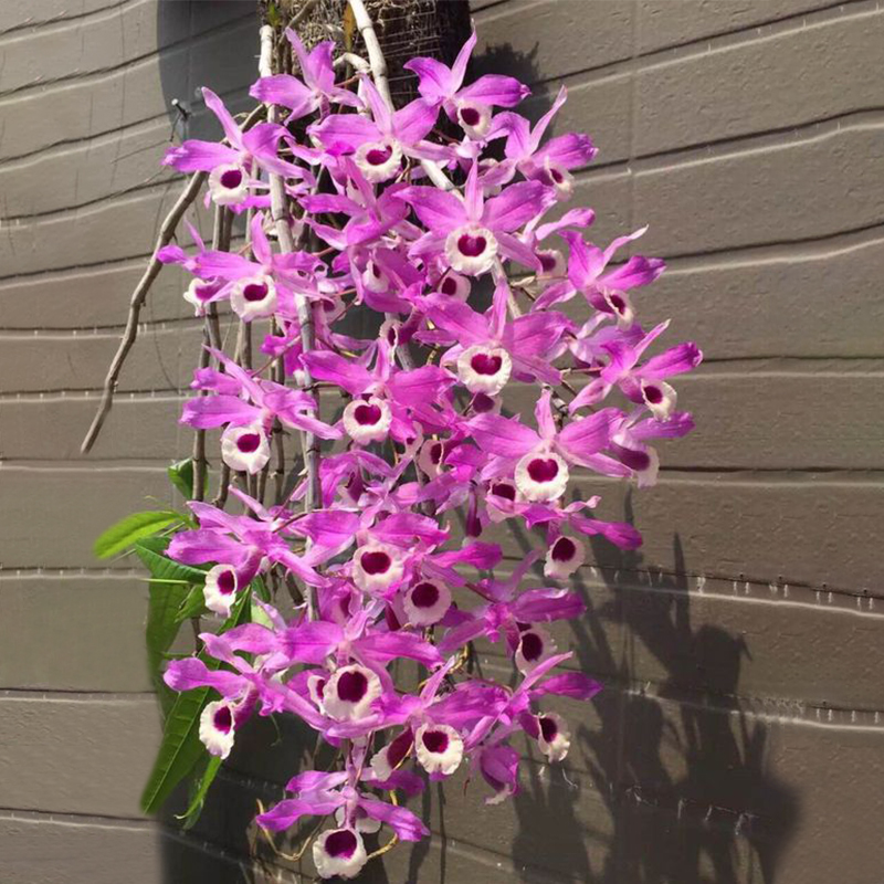 【疑花问情板值】道地养生 铁皮石斛苗石斛鲜条石斛枫斗花干花茶