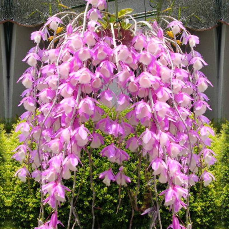 【飞珠溅玉板植】道地养生非铁皮石斛苗石斛鲜条石斛枫斗石斛干花