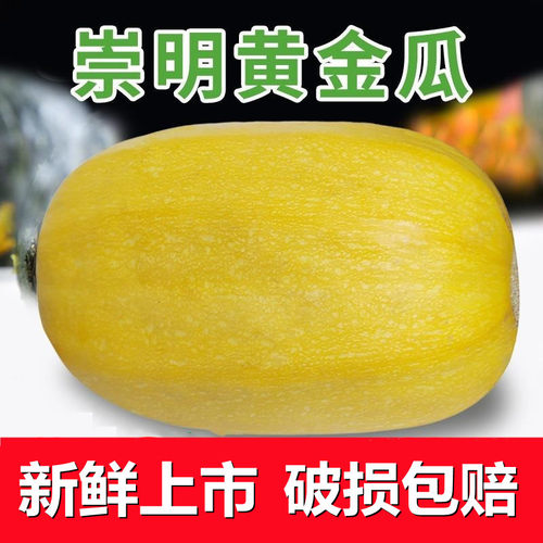 崇明岛新鲜角瓜鱼翅黄金