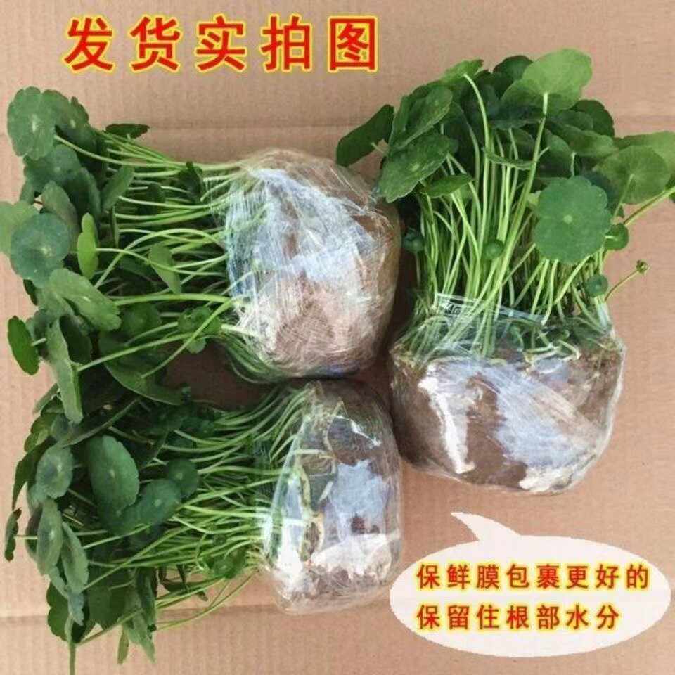 水培植物室内盆栽花卉绿植四季好养活客厅桌面金钱草籽,鲜花速递/花卉仿真/绿植园艺,绿植,淘宝优惠券,粉丝福利购,淘宝优惠卷