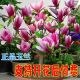浓香型矮化玉兰花树苗耐寒耐热盆栽地栽南北方四季 清仓 种植易