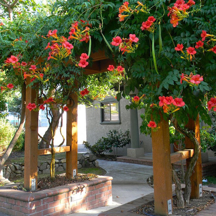 美国凌霄花苗 爬藤植物攀缘花卉庭院绿化阳台墙壁 凌霄大苗包邮