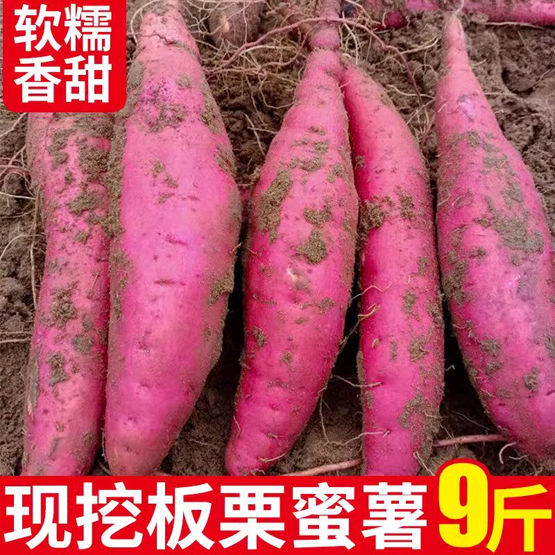 陕西北田沙地板栗红薯