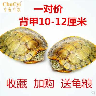 水里养的宠物 水族小乌龟活物淡水忍者观赏龟小宠好养王八迷你宿在类目 宠物/宠物食品及用品, 水族世界, 龟/鳖中 - 来自Buy2taobao.com提供专业的淘宝代购服务