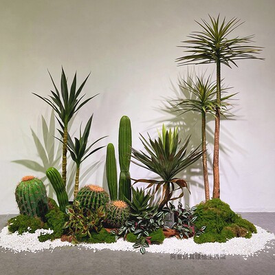 绿植造景龙血树室内大型