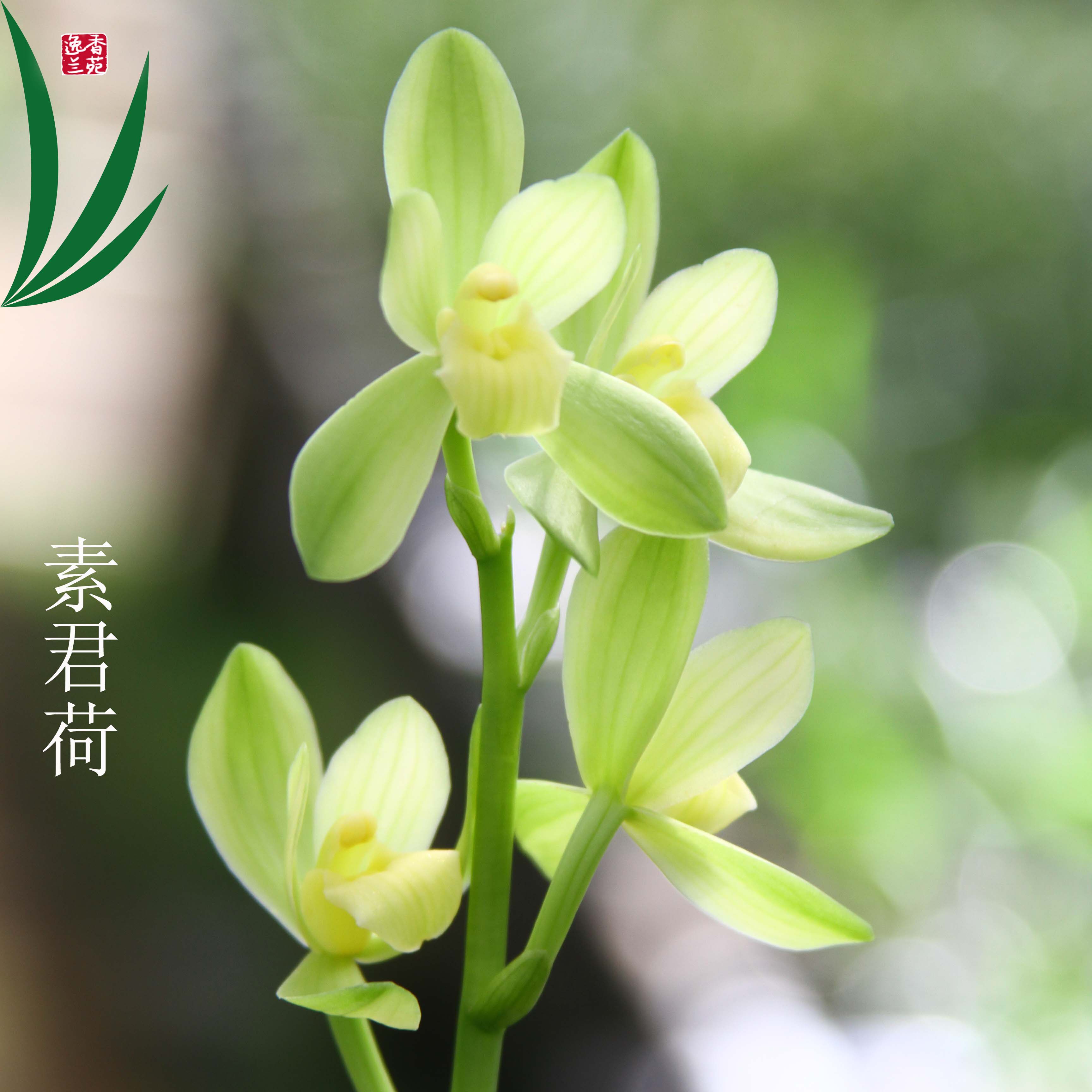 四季兰花建兰素君荷盆景栽土绿带草植物花苞名贵苗兰浓香花卉室内