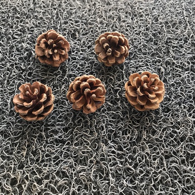 30个工艺造景2-5cm包邮小松果