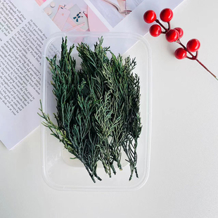 松柏枝叶diy香薰蜡烛永生花干花绿色点缀圣诞树装饰松枝拍摄道具