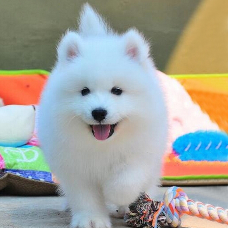 纯种萨摩耶幼犬雪橇犬大型犬动物活物巨型活体家养宠物幼崽狗狗|ruв категории животное/Животное питание и принадлежностей, собака - от Buy2taobao.com для оказания профессиональной услуги покупки агента Taobao
