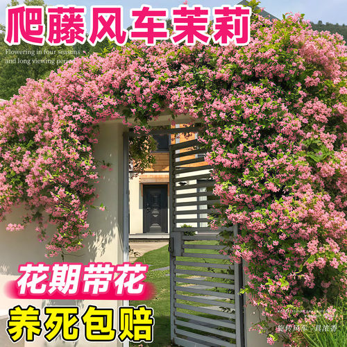 风车茉莉爬藤植物大苗花卉盆栽