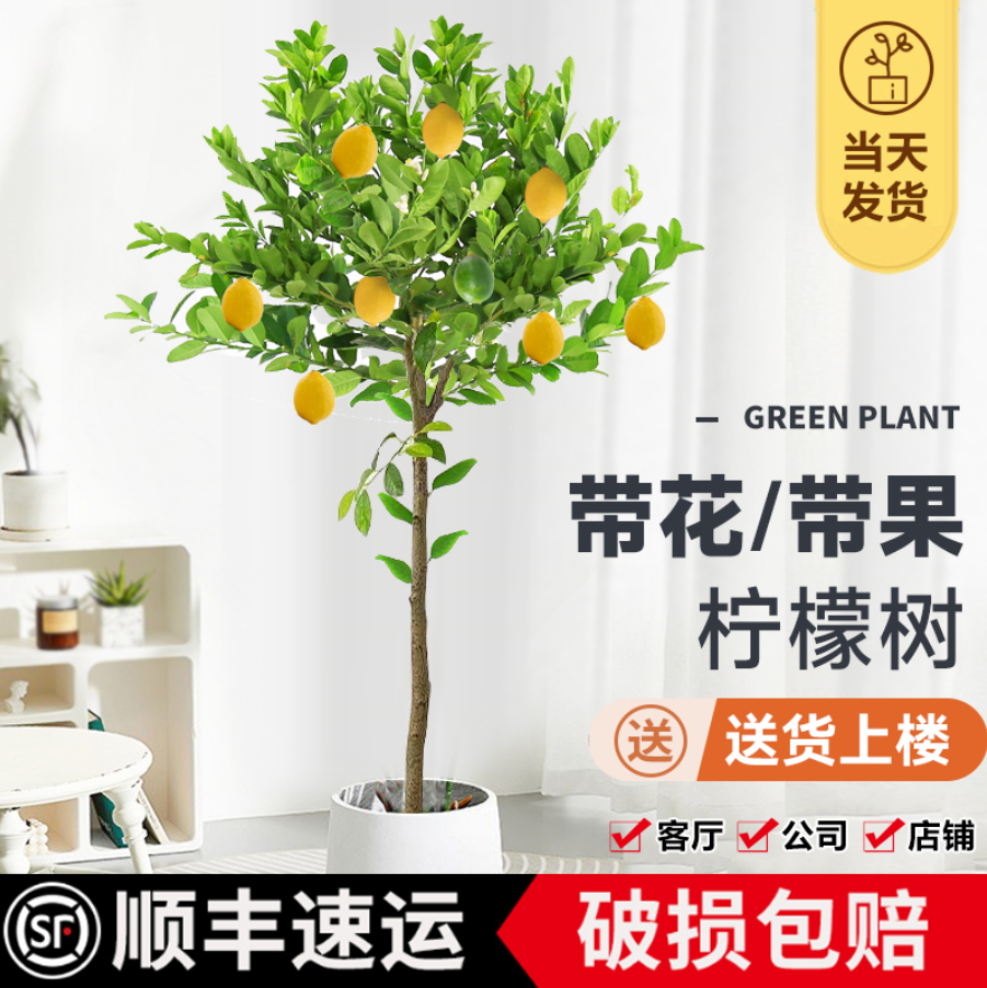 香水柠檬树盆栽带花带果客厅大型植物室内阳台办公室高杆轻奢绿植