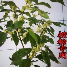 北美冬青盆栽树苗授粉用雄株公树鲜花红果发财果盆景盆栽植物耐寒