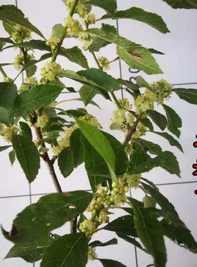 北美冬青盆栽树苗授粉用雄株公树鲜花红果发财果盆景盆栽植物耐寒