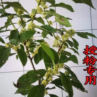 北美冬青盆栽树苗授粉用雄株公树鲜花红果发财果盆景盆栽植物耐寒