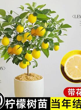 香水柠檬树盆栽带果好养净化空气