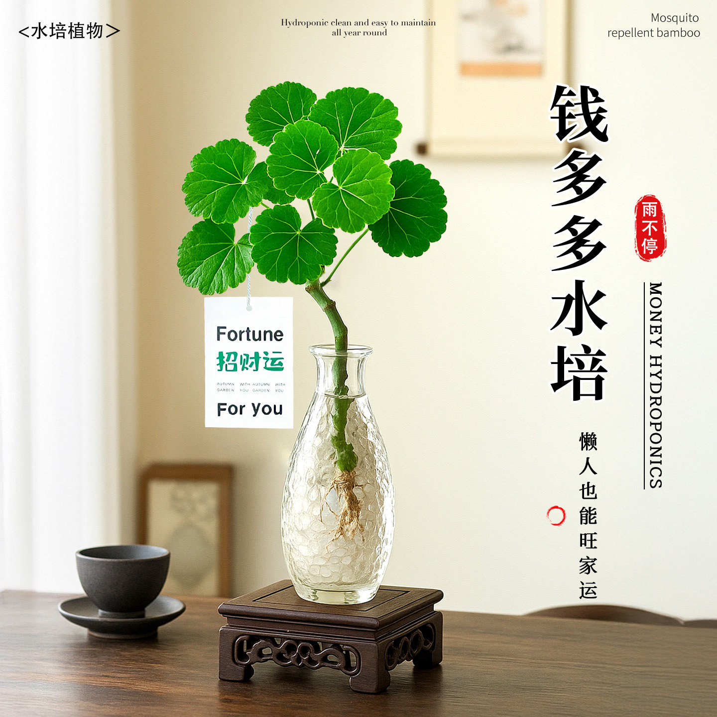 水培福禄桐钱多多绿植盆栽好养活图片