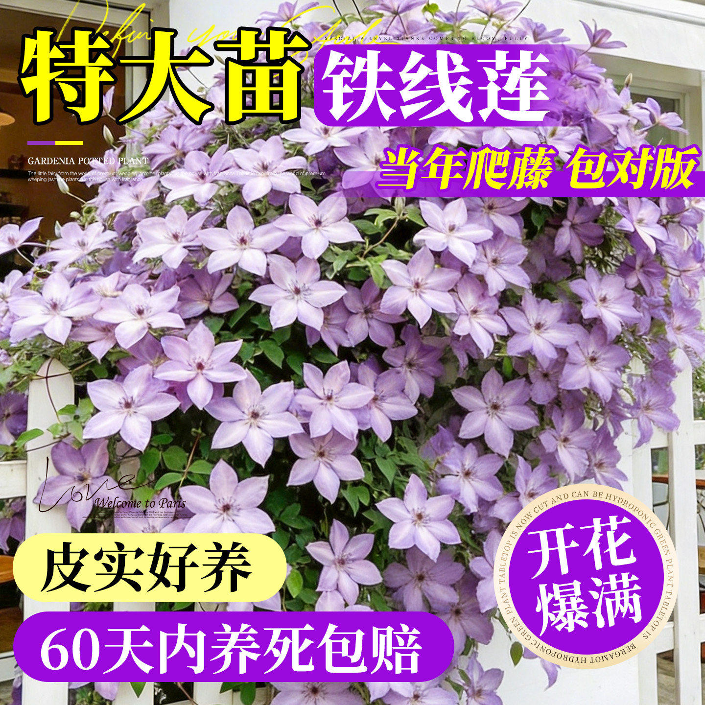 铁线莲倒影盆栽耐寒耐热爬藤植物