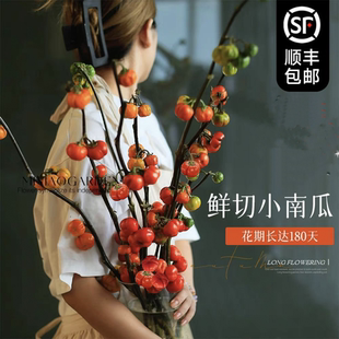 飾 小南瓜鮮花觀賞插花花束水培干花切枝花卉室內(nèi)好養(yǎng)秋冬綠植物裝