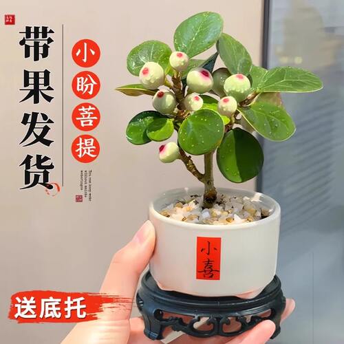 禅意菩提树苗带果桌面盆栽