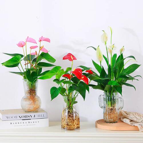 水培植物红掌盆栽室内桌面盆栽
