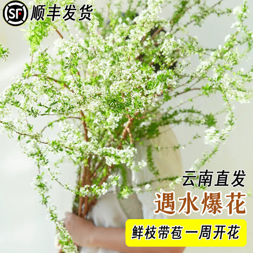 【当天发货】云南带花苞雪柳鲜枝