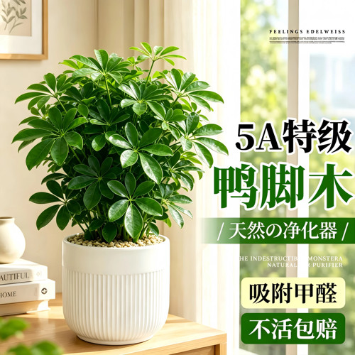 鸭脚木盆栽室内桌面绿植八方来财