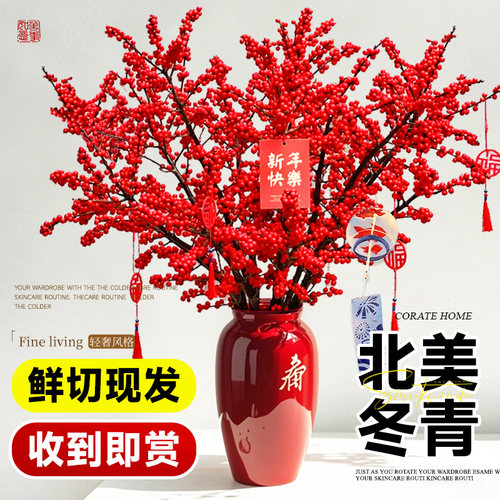 北美冬青红果真花鲜切枝水培植物鲜花盆栽室内水养鲜切绿植年宵花