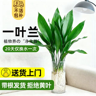 一叶兰水培植物盆栽水养绿植四季常青室内办公室桌面大叶净化空气