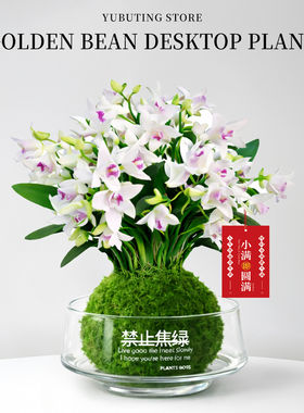 紫云泼墨石斛兰盆栽带花苞室内花卉绿植物办公室桌面盆景四季兰花