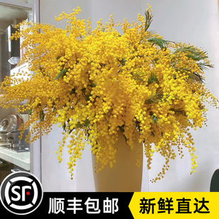 羽叶金合欢鲜切花枝条应季鲜花云南鲜花直发顺丰包邮水养年宵插花