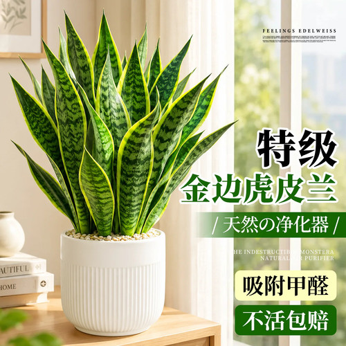 金边虎皮兰盆栽绿植桌面四季常青