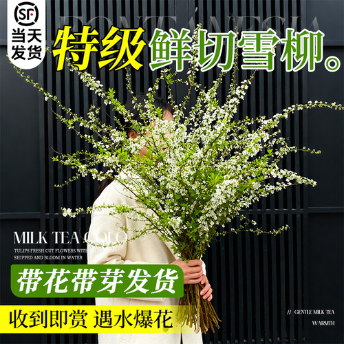 【云舍花卉同款雪柳鲜枝】云南发