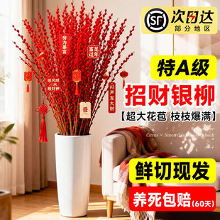 特级红色银柳鲜枝真花鲜枝客厅摆件超大花苞招财银柳新年装饰红柳