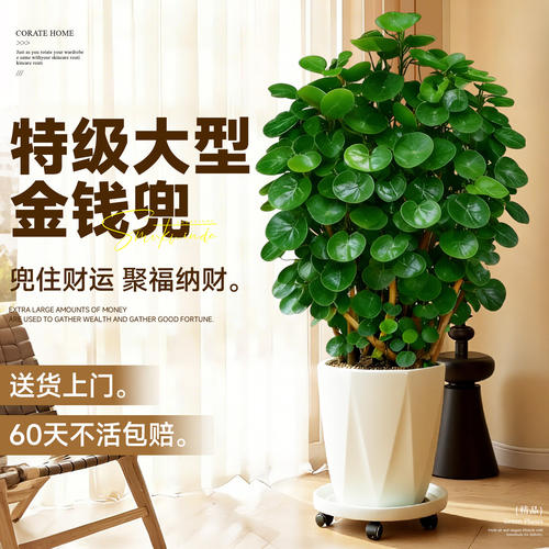 金钱兜室内高级感大型绿植盆栽