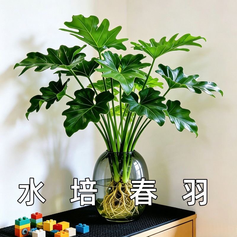 水培植物春羽盆栽室内客厅龟背竹春雨绿植办公室桌面常青懒人好养图片