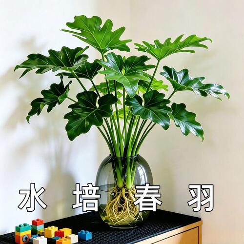 水培植物春羽盆栽室内客厅龟背竹春雨绿植办公室桌面常青懒人好养