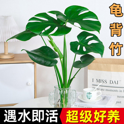 大型龟背竹水培盆栽绿植室内客厅除甲醛净化空气四季常青水培植物