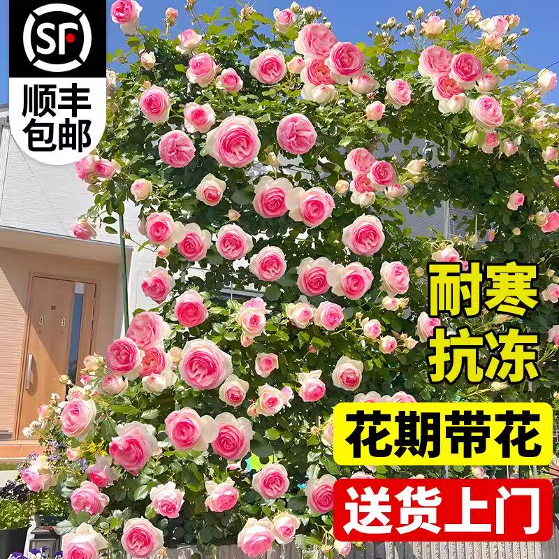 【顺丰包邮】藤本爬藤月季特大花