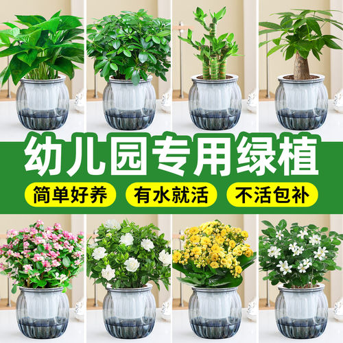 幼儿园绿植水培发财树绿萝富贵竹室内驱虫植物花卉净化空气小盆栽