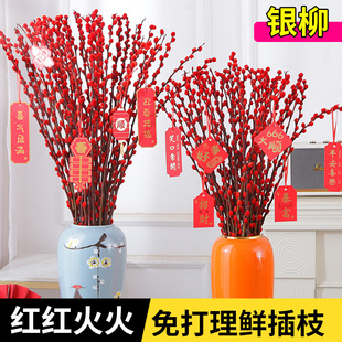 银柳鲜枝真花红柳水培干花新年客厅福桶装饰摆件红色年宵花干枝花