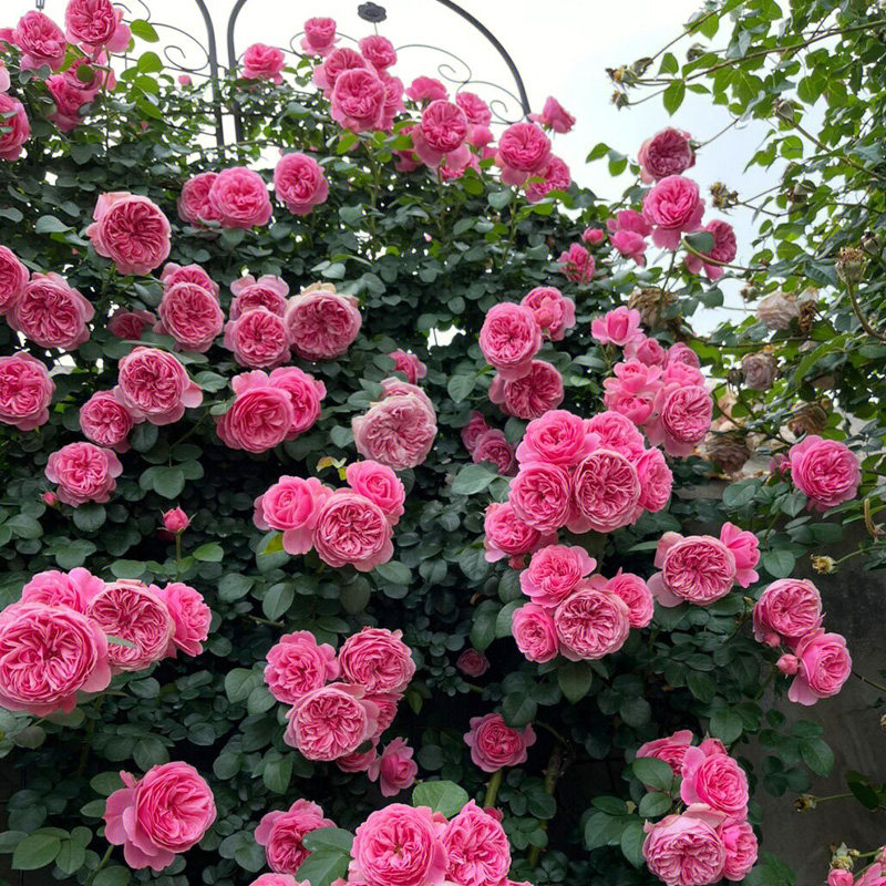 粉色达芬奇藤本月季花苗盆栽特大花浓香四季开花庭院爬藤花卉植物