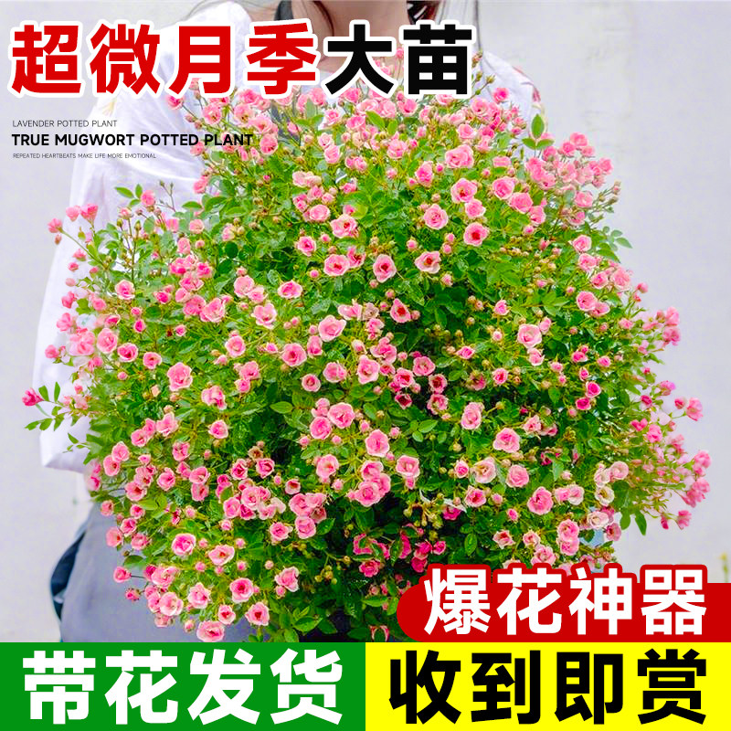 超微月季花盆栽带花苞大苗四季开花灌木阳台室内好养微型玫瑰花卉图片