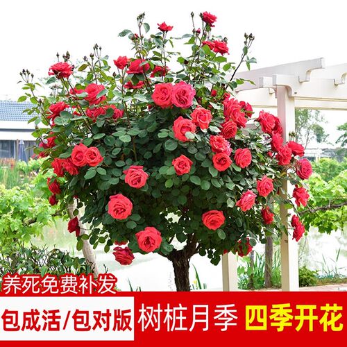 棒棒糖树桩月季花苗特大花果汁阳台玫瑰花树苗庭院树状四季开花卉