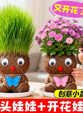 草头娃娃头发种植观察小盆栽