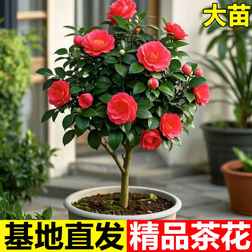 茶花树苗四季香妃开花卉盆栽易活山茶花带花苞特大号庭院耐寒耐冬